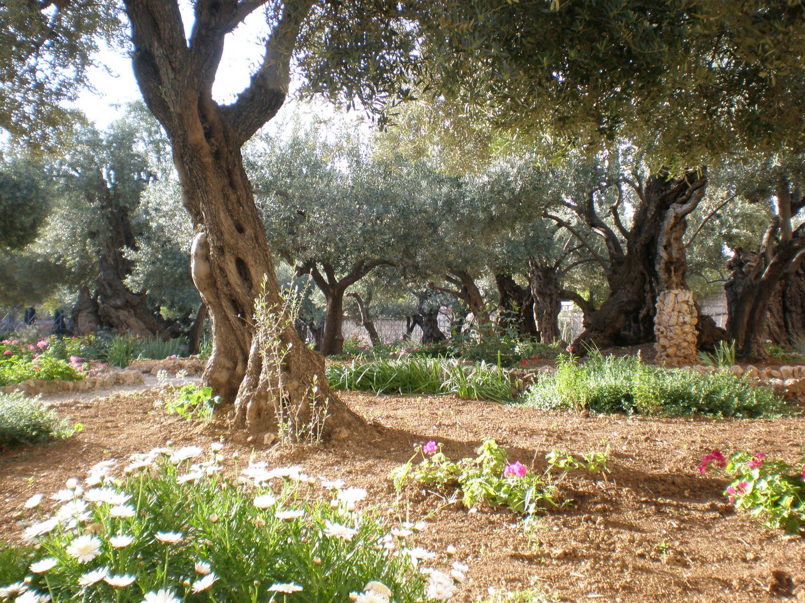 Garden Of Gethsemane 2